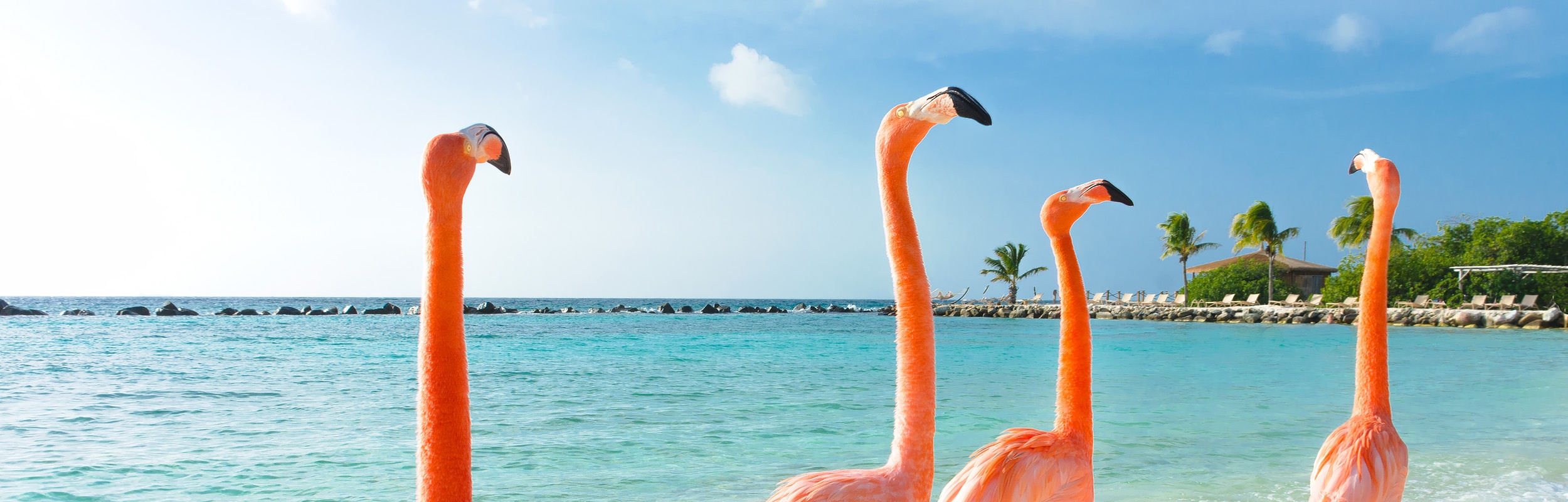 Malvales resort Curacao